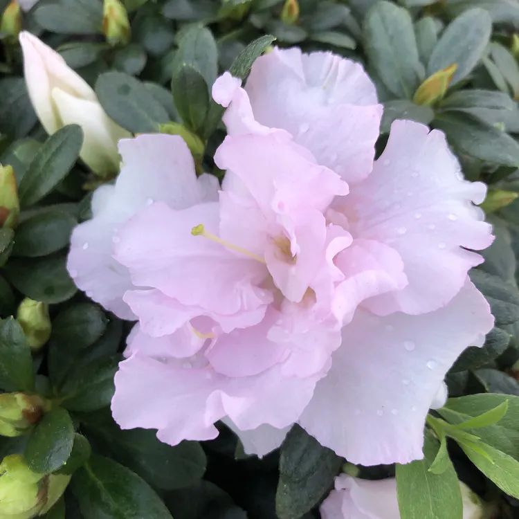 冰美人，婚礼喷砂，巴黎粉，水晶粉，花期带花苞,冠幅小，介意慎拍