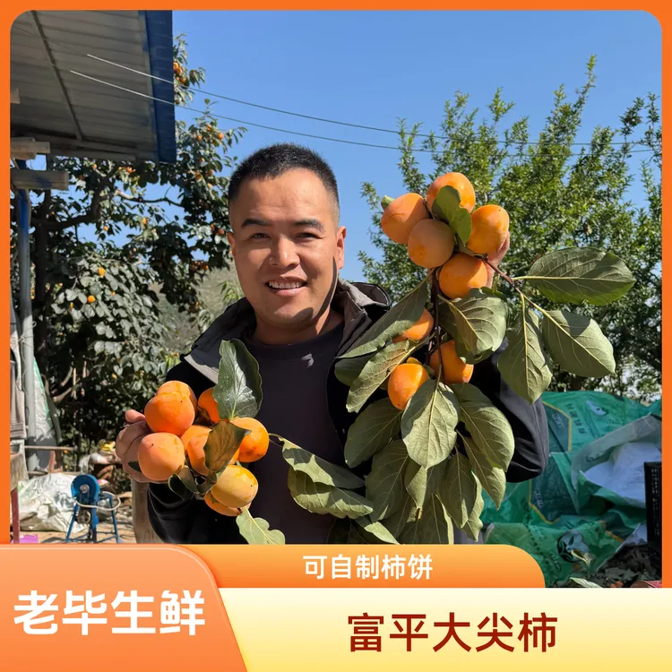 放软吃【自制柿饼】25年陕西富平大尖柿 鲜果蜜柿尖柿蜜甜爆汁