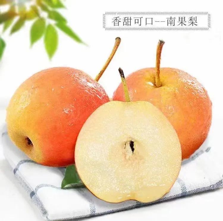 正宗鞍山南果梨中秋节礼新鲜水果南国梨东北特产包邮