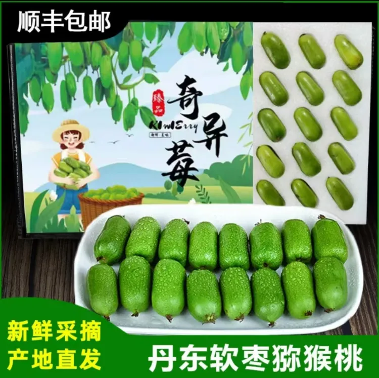 丹东特产软枣猕猴桃顺丰包邮龙城2号软枣奇异莓