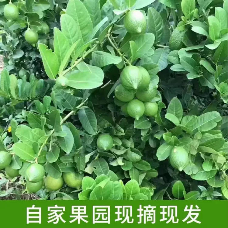 【到手5斤】正宗广东香水柠檬无籽新鲜爆香柠檬果园现摘奶茶店专用