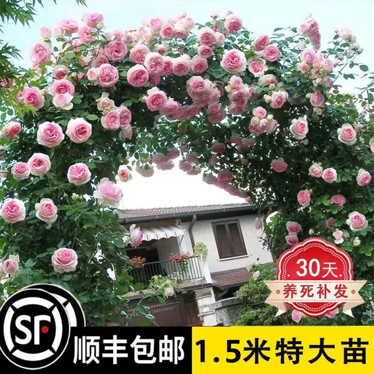 【顺丰包邮】四季爬藤月季大花浓香花苗盆栽植物藤本蔷薇阳台庭院