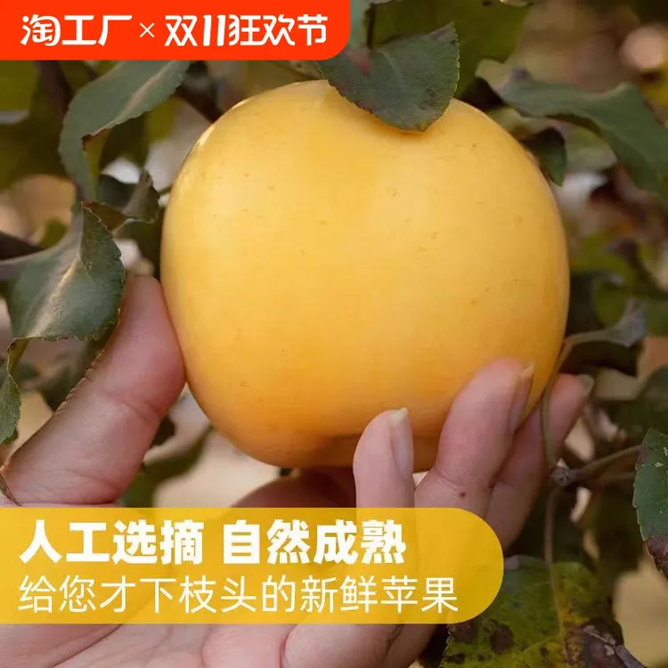 产地直发礼盒装高端果黄金维纳斯苹果
