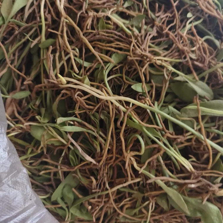 炖鸭子泡开水喝新鲜一支箭瓶尔小草，干一支箭