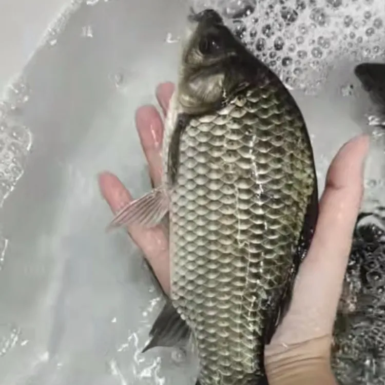 杭州千岛湖小鲫鱼鲜活现捕现发孕妇熬汤活鱼快递4-6两一条新鲜