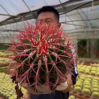 赤凤（红虎）带刺冠幅15-16cm   仙人掌科 新手好养  施肥  种植