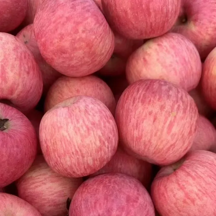 精品烟台栖霞条纹2001红富士苹果新鲜应季水果脆甜可口