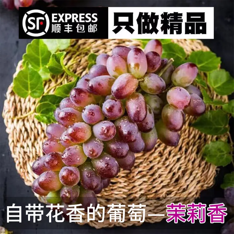 云南弥勒茉莉香葡萄新鲜现摘酸甜多汁无籽水果