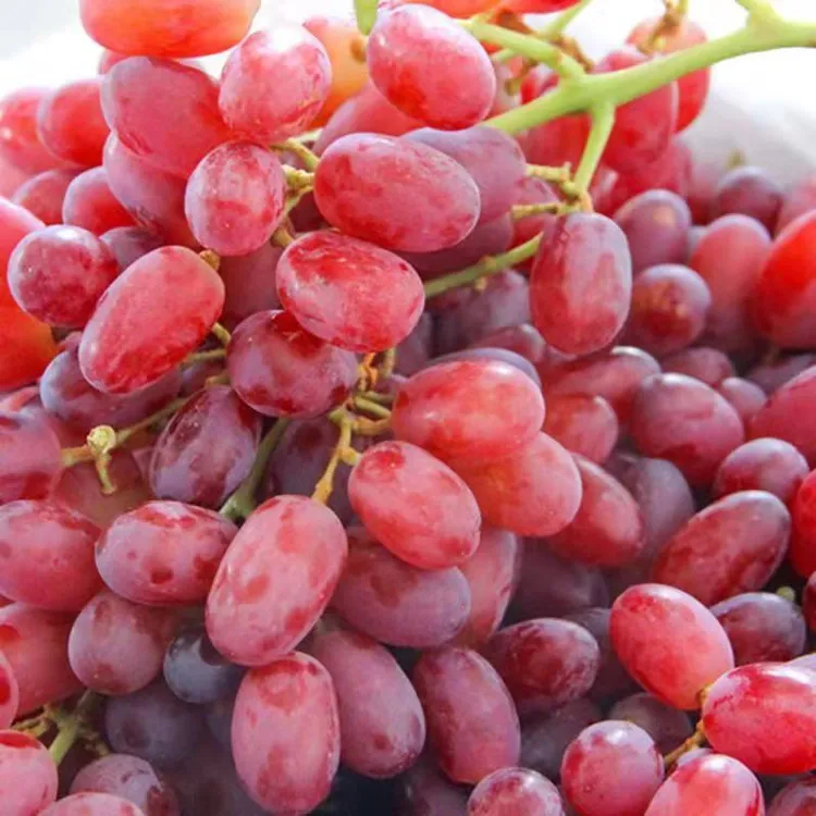 新疆克伦生无籽红提葡萄小糖豆纯甜无酸新鲜水果