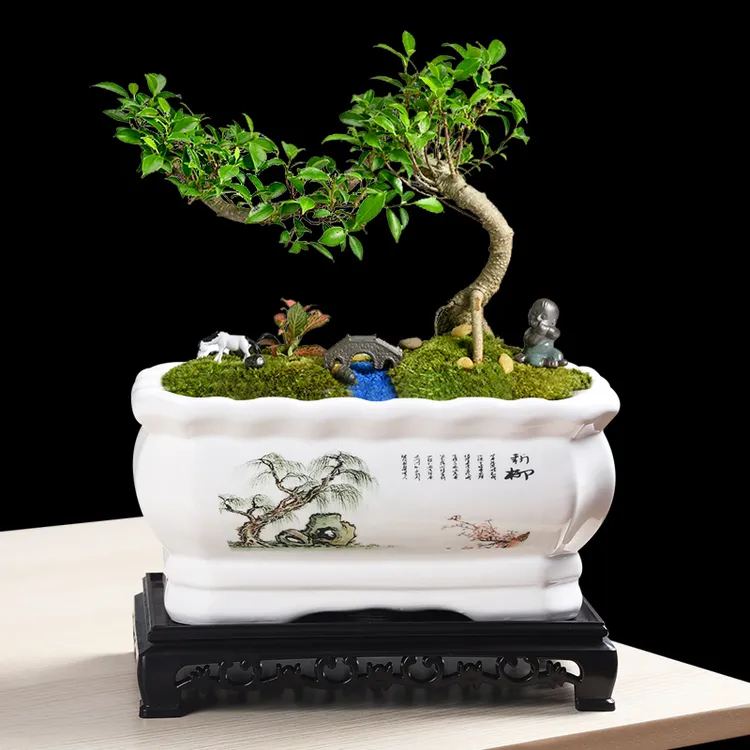 长方形造景花盆室内个性阳台制作陶瓷簕竹兰花蝴蝶兰花卉盆栽