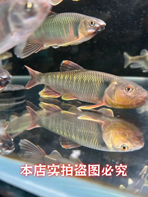 原生溪流巨型马口鱲桃花鱼花杈坑爬宽口宠物活体观赏鱼冷水淡水鱼