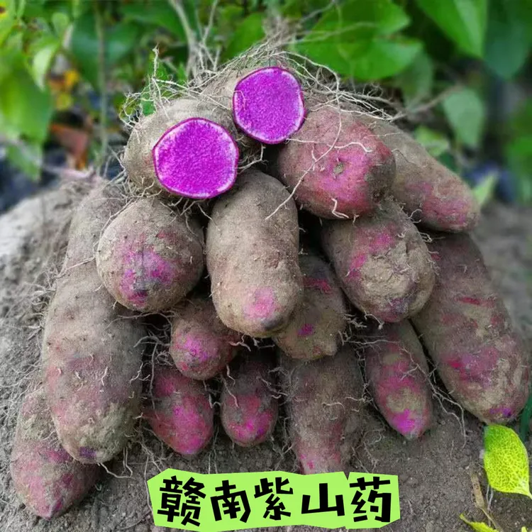 赣南紫山药产地现发脚板薯种植淮山农家蔬菜自种毛薯铁棍山药