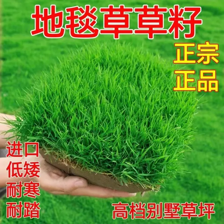 耐寒耐旱草坪种子四季青免修剪绿化草皮草籽庭院别墅护坡草种子