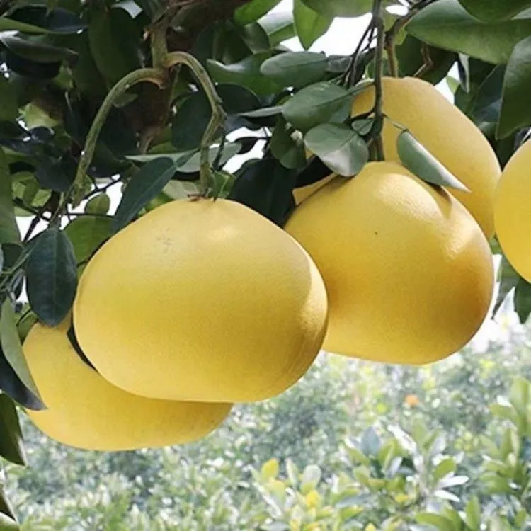 玉环文旦柚苗 嫁接柚子苗 文旦柚子树苗 庭院盆栽果树苗包邮