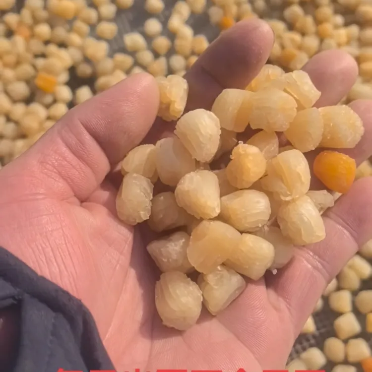 渤海湾深海干扇贝丁