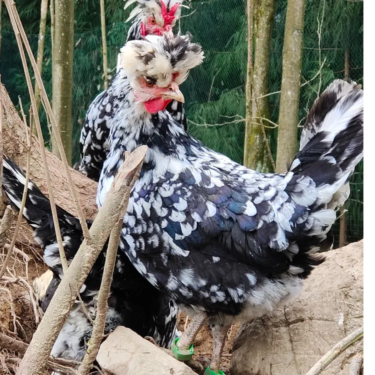 同檐2年高山纯杂粮散养贵妃老母鸡