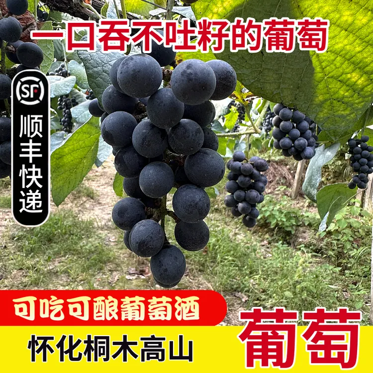 顺丰包邮怀化桐木高山刺葡萄湘珍珠可吃可酿葡萄9含有丰富花青素