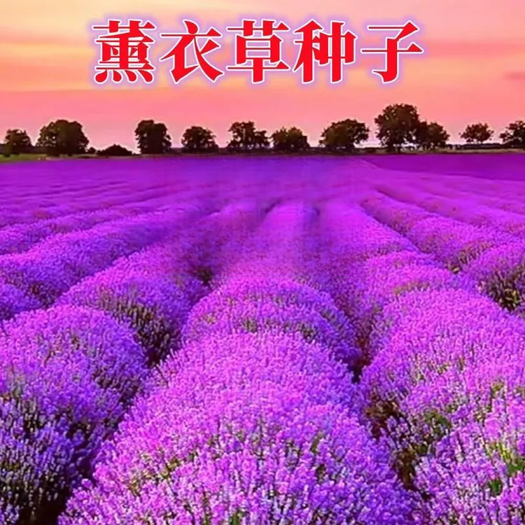 薰衣草种子四季易活植物香草花种子阳台盆栽园林花卉种籽