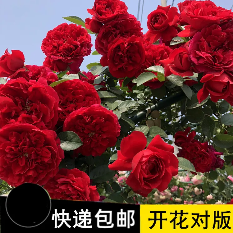 1.5-2米左右高大苗爬藤月季大花爬藤植物浓香大花阳台花园1111111