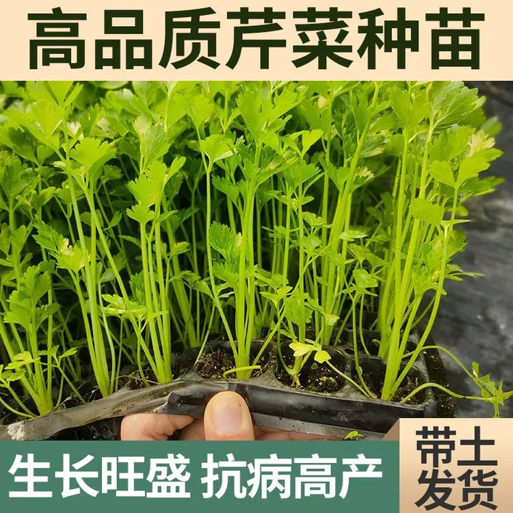 （寿光直发）芹菜苗西芹寿光苗场直发芹菜苗批发蔬菜苗四季易活生长