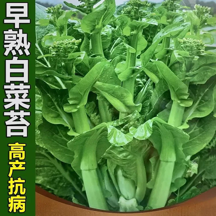 四季早熟白菜苔种子白菜薹菜心种籽可多次采收抗病蔬菜种子