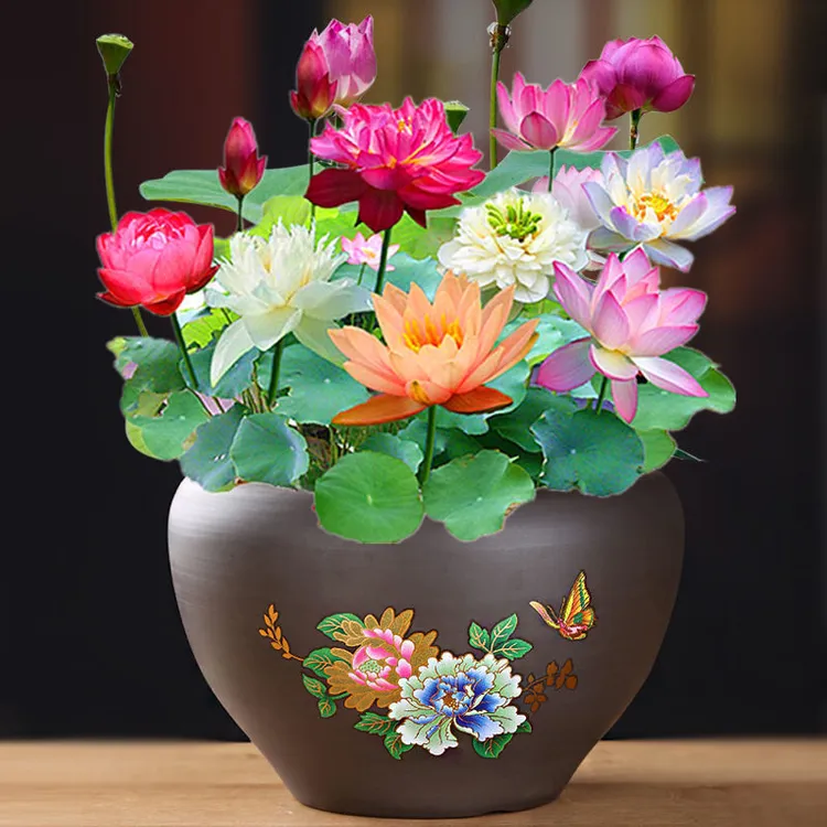 无土水培碗莲种子庭院阳台水生花卉盆栽睡莲荷花室内鱼缸碗莲种子