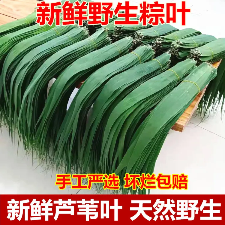 粽叶新鲜芦苇叶农家现摘野生天然包粽子叶的大小叶子