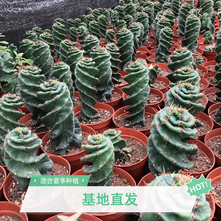 龙卷风仙人柱仙人掌螺旋柱精品好养沙生植物欧美风格基地直发夏季