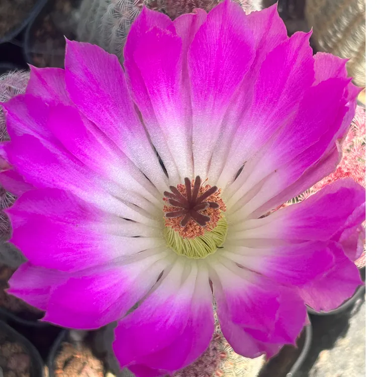 实生红太阳仙人球盆栽室内多肉植物懒人仙人掌开花仙人球简单紫色