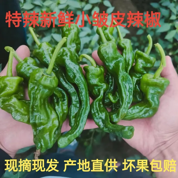 特辣香辣小皱皮辣椒皮薄香辣籽少螺丝椒现摘现发土辣椒