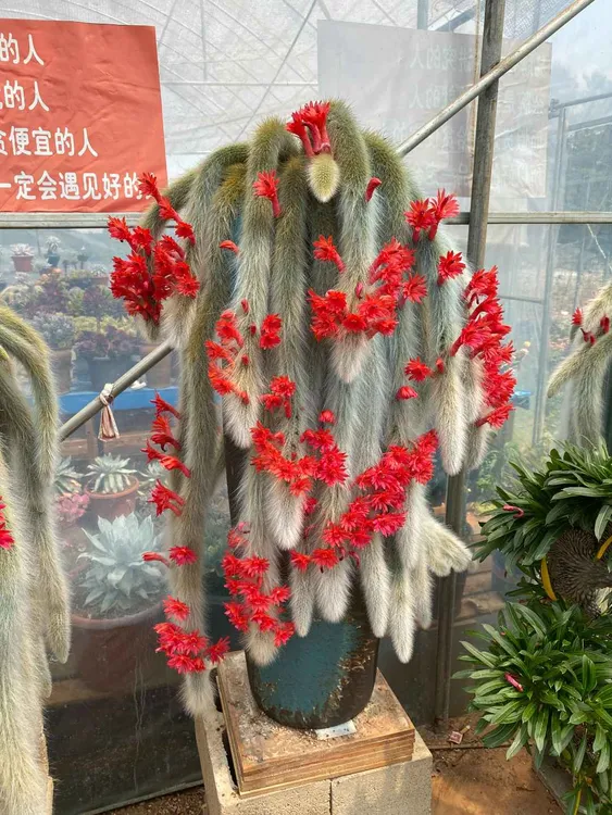 精品多肉植物多肉盆栽仙人掌九尾狐（一物一拍正宗九尾狐多肉开花）