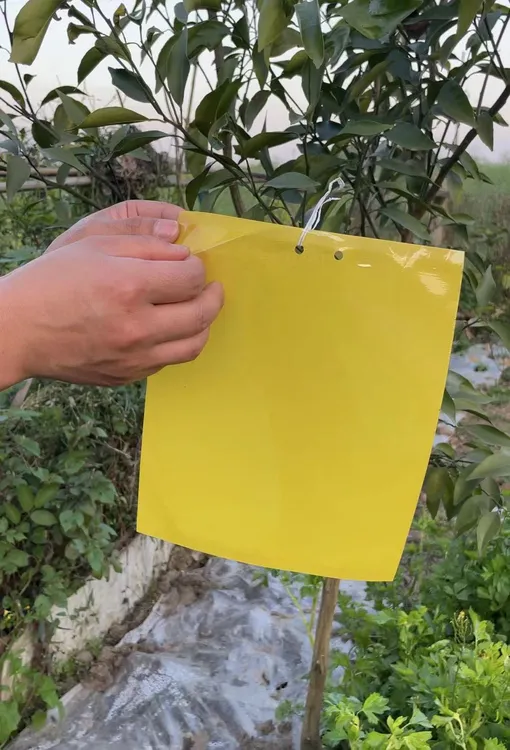 柑橘瓜果实蝇针蜂黄板双面粘虫板果园大棚胶粘板蓟马篮板引诱虫板