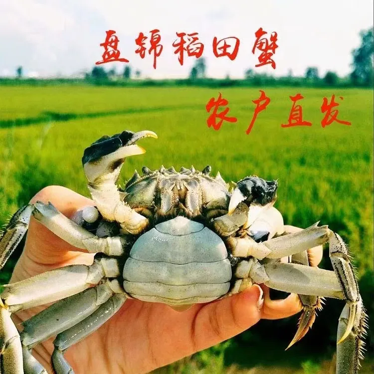 【唐艳河蟹]盘锦正宗稻田河蟹-母蟹(规格0.9-1.1两-三斤
