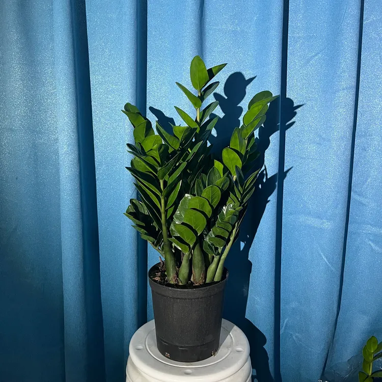210规格精品圆叶金钱树室内净化空气氛围感懒人阳台绿植+肥料