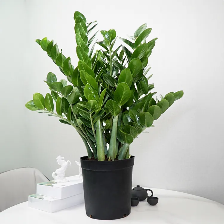 圆叶金钱树花卉绿植盆栽懒人四季常青室内绿植盆景吸甲醛净化空气