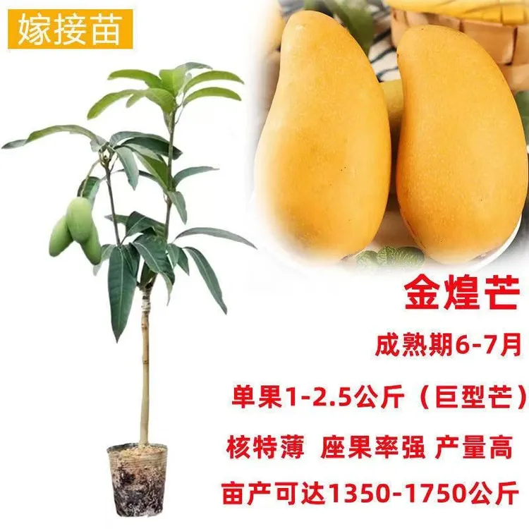 金煌芒果苗芒果树苗嫁接苗四季蜜芒桂七芒盆栽地栽带营养杯