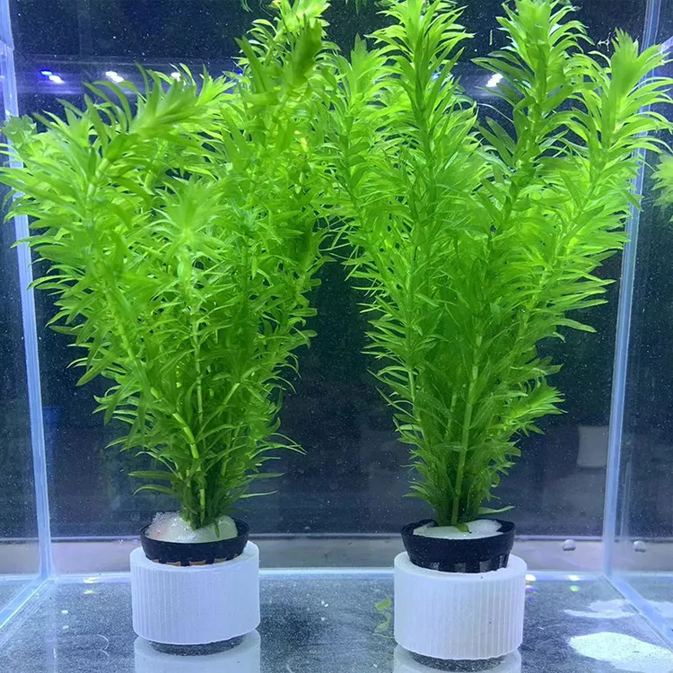 蜈蚣草水草植物鱼缸造景新手阴性水草真草后景水草新手有茎类水草
