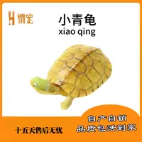 小青龟 正儿八经安徽皖南原产小青龟 好养易大 新奇宠物