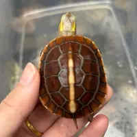 黄缘龟人工养殖半水龟 带证发货 新奇宠物
