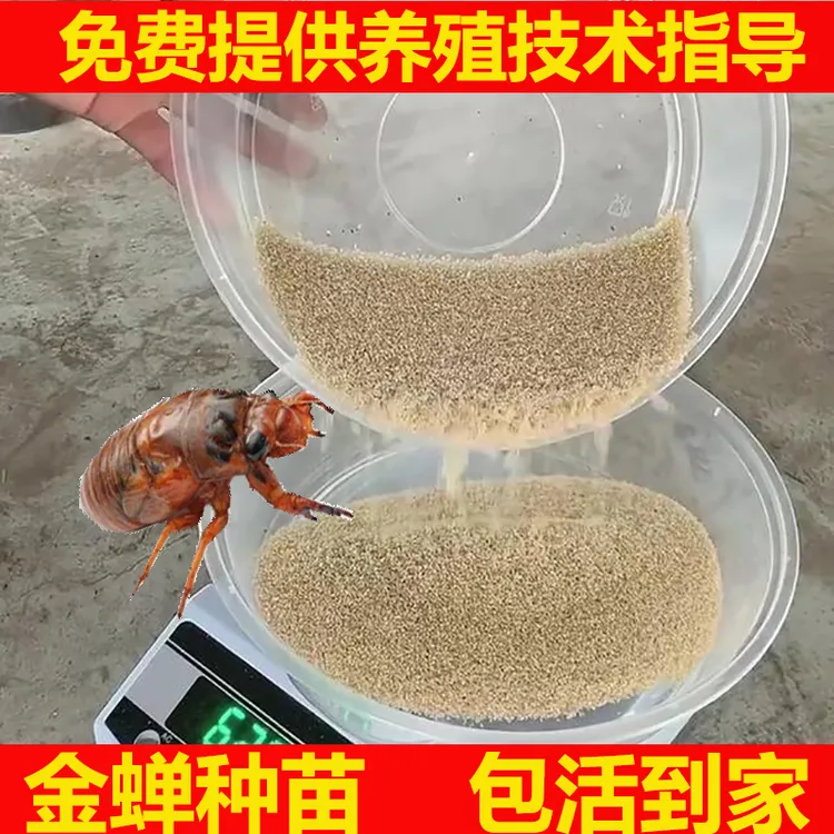 优选知了蝉苗蝉蚁金银蝉人工养殖知了种爬叉营养土卵枝孵化包邮