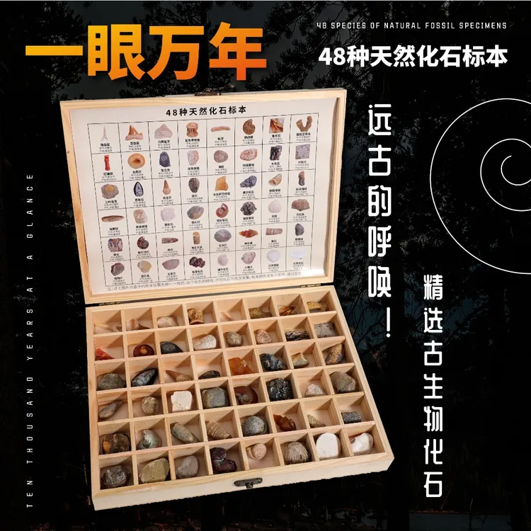 化石盛典48种天然古生物螺菊石鲨鱼牙齿龟便石创意儿童科普