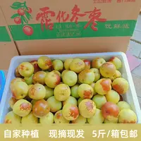 沾化冬枣正宗自家种植5斤一箱包邮坏果包现摘现发特级大果