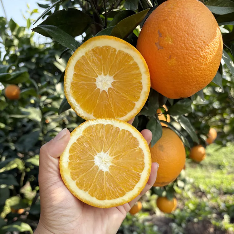 现摘现发5斤纽荷尔脐橙湖北荆州特产当季水果爆汁大果