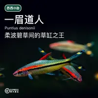 西西小鱼 一眉道人鱼 灯科鱼小鱼观赏鱼小型饲养混养活体热带水族