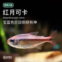 西西小鱼 小号红月可卡灯鱼 灯科鱼小鱼观赏鱼小型饲养混养