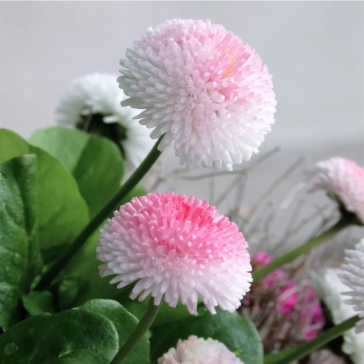 深山花奴盆苗丝瓣重瓣雏菊塔苏草莓奶油进口新品种秋冬春阳台庭院