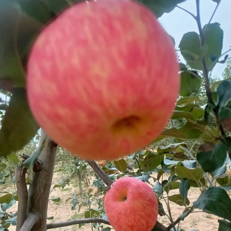 陕西乾县红富士苹果脆甜多汁可口现摘现发原产地直发新鲜水果