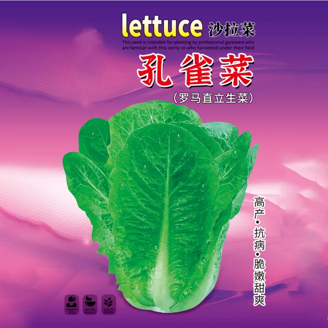 2孔雀菜种子罗马生菜种孑四季沙拉菜种籽阳台盆栽蔬菜