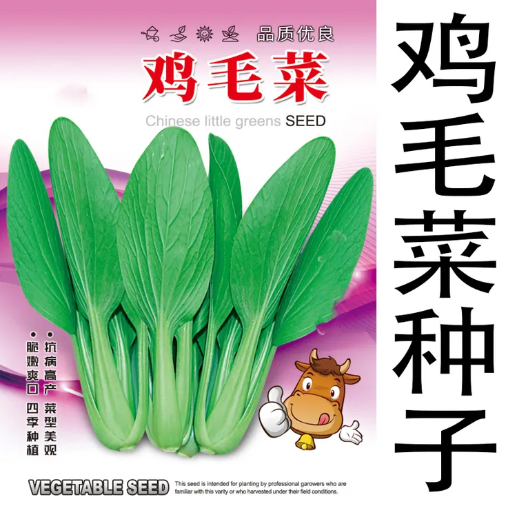 13鸡毛菜种子四季播种耐寒抗病小白菜种子20天蔬菜种籽四季可种