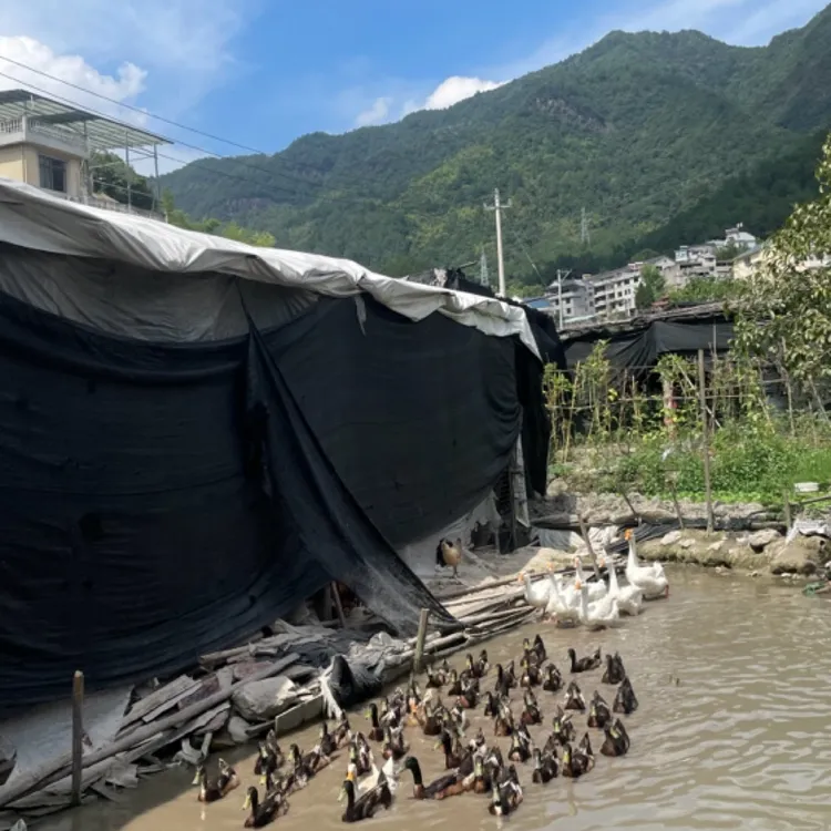 小维叔农庄散养两年老水鸭，溪水散养五谷喂养